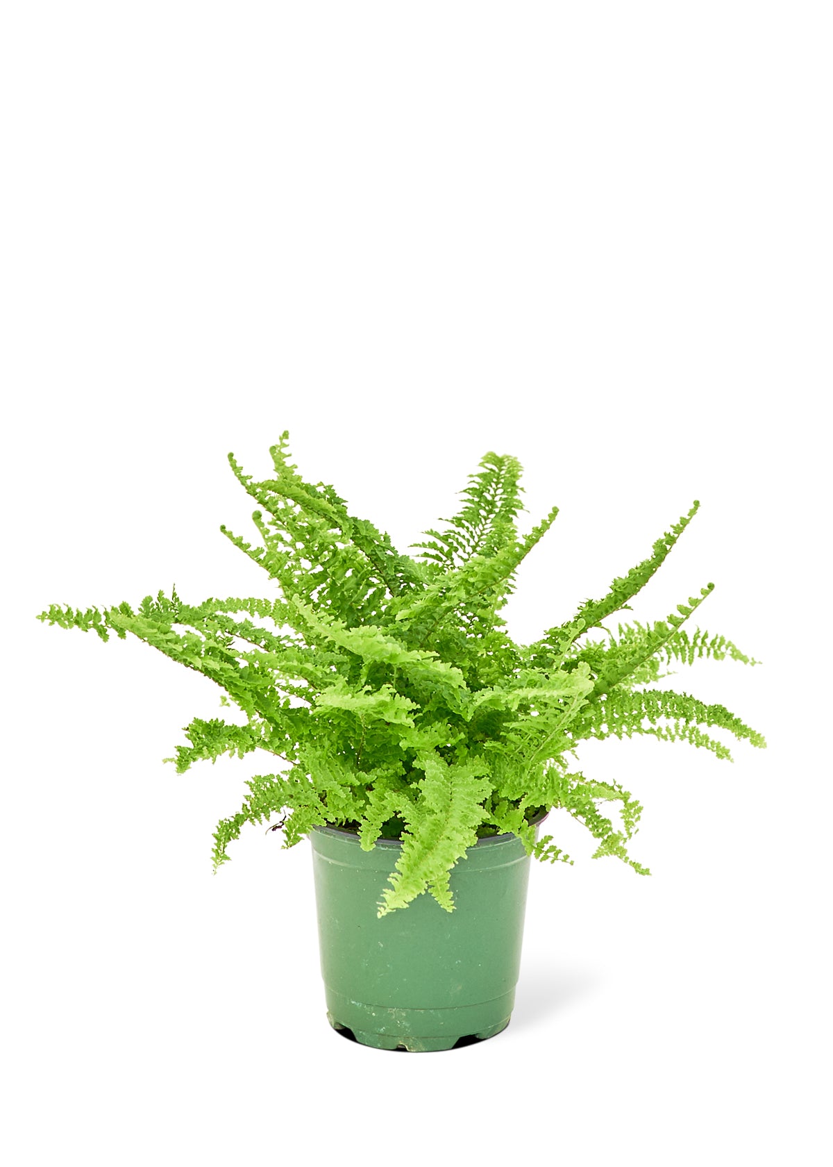 Boston Fern, Small 4" Pot