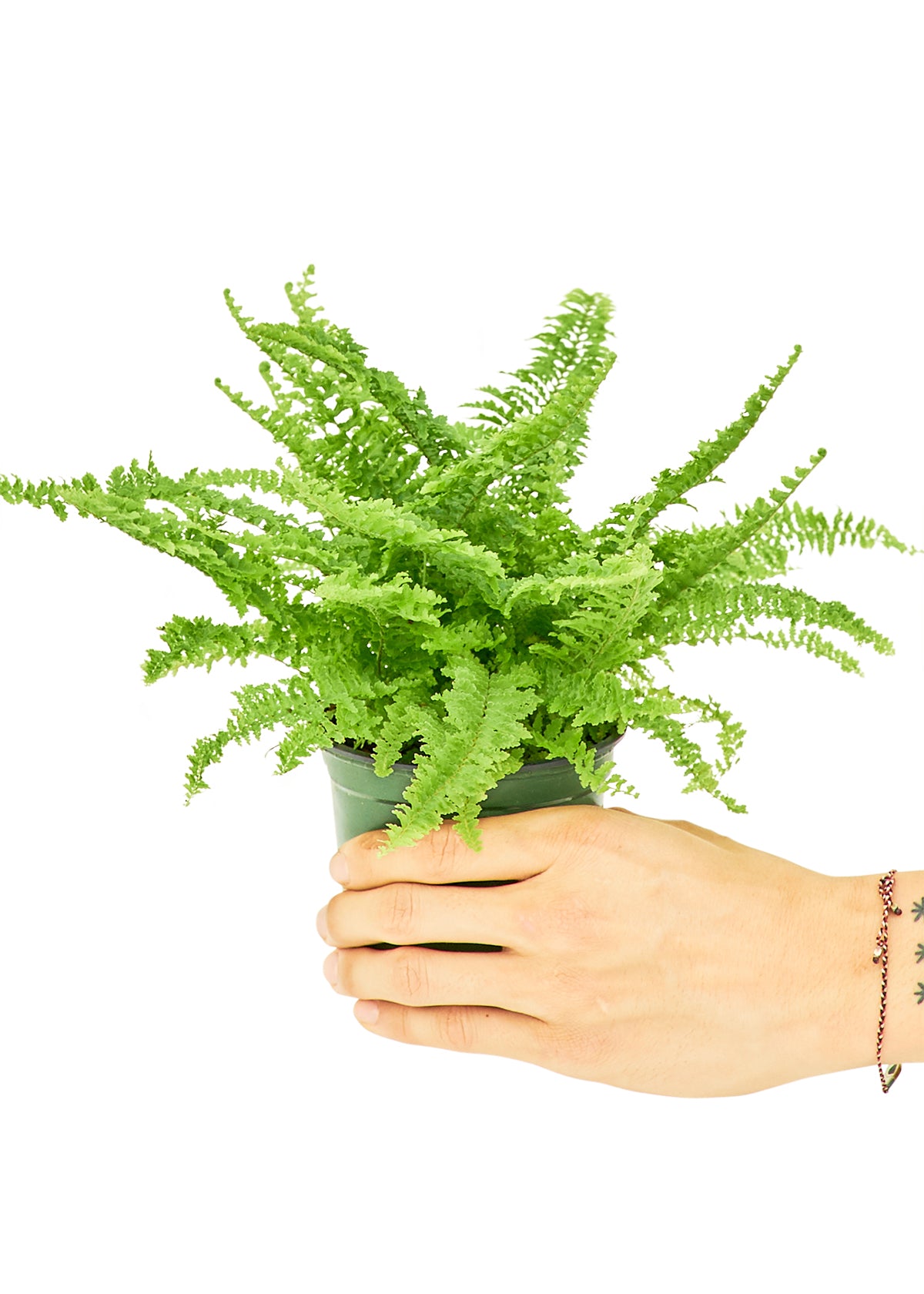 Boston Fern, Small 4" Pot