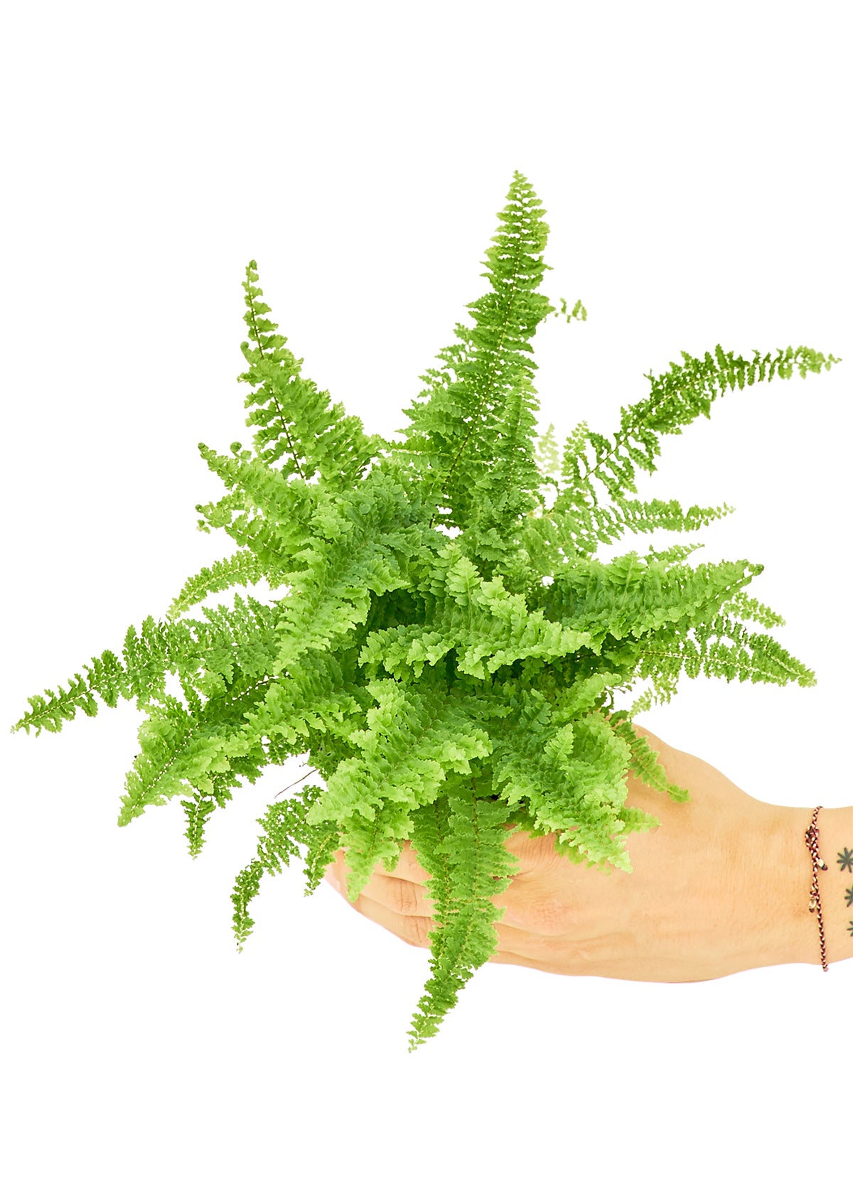 Boston Fern, Small 4" Pot