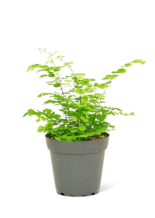 Maidenhair Fern, Small 4" Pot