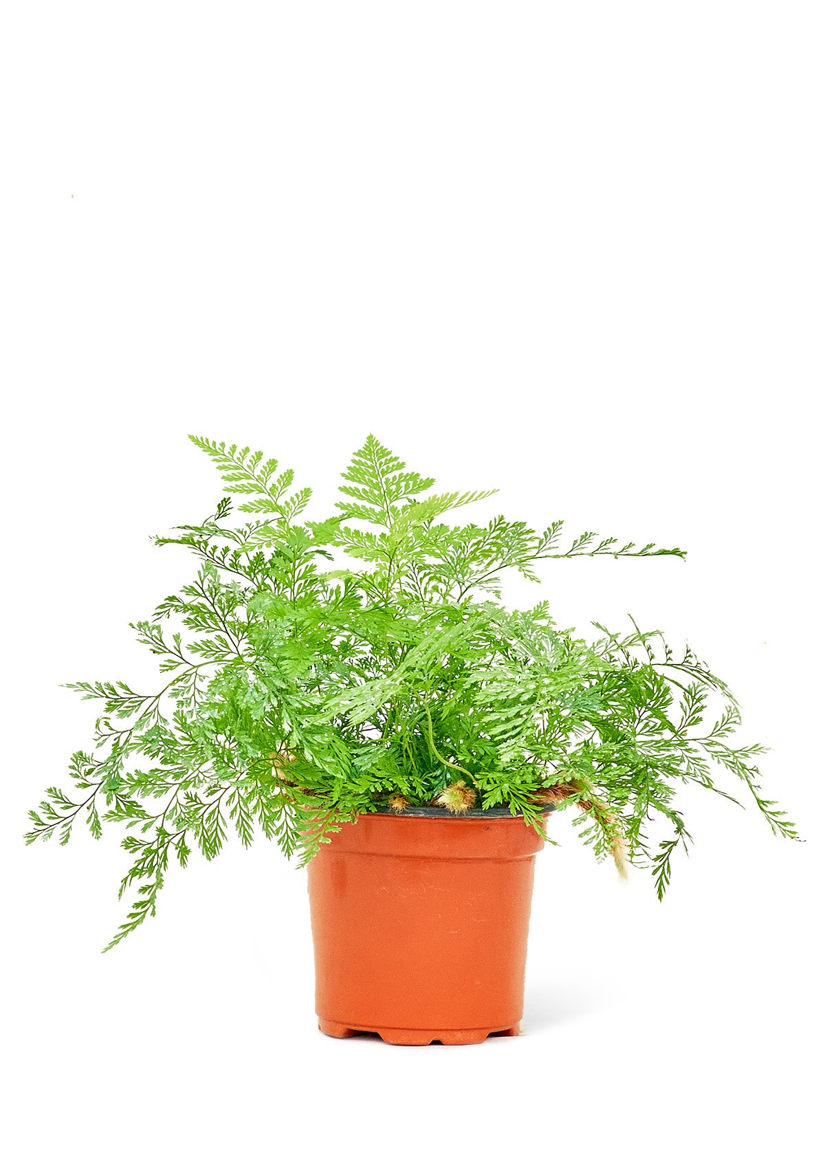 Rabbit Foot Fern, Small 4" Pot