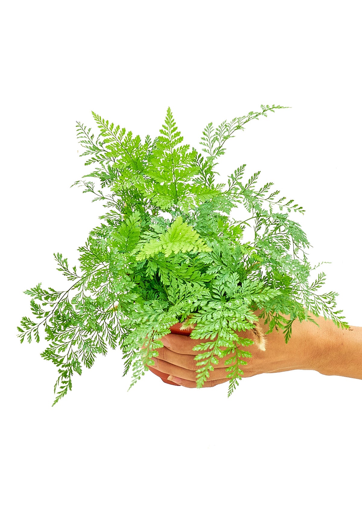 Rabbit Foot Fern, Small 4" Pot