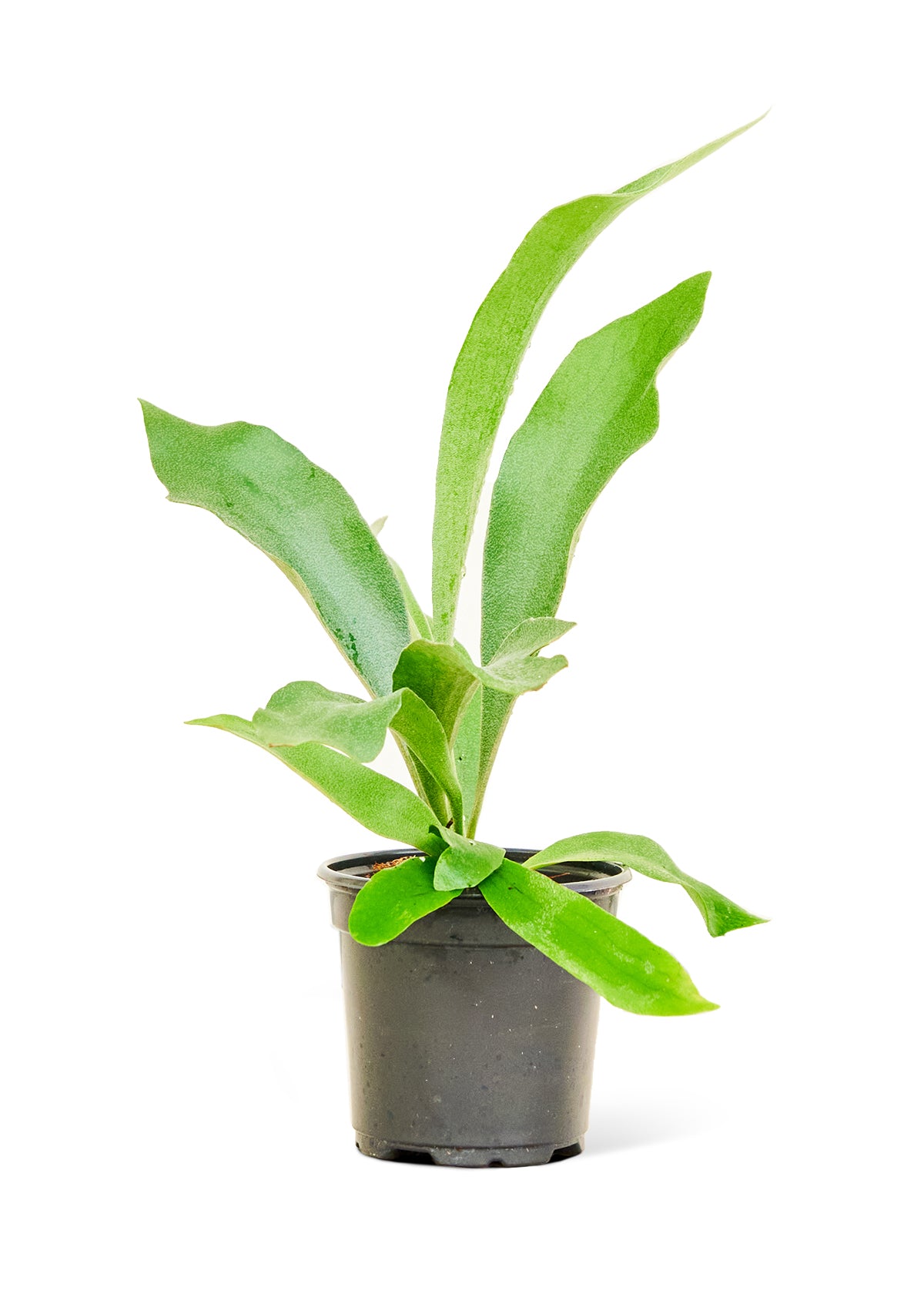 Staghorn Fern, Small 4" Pot