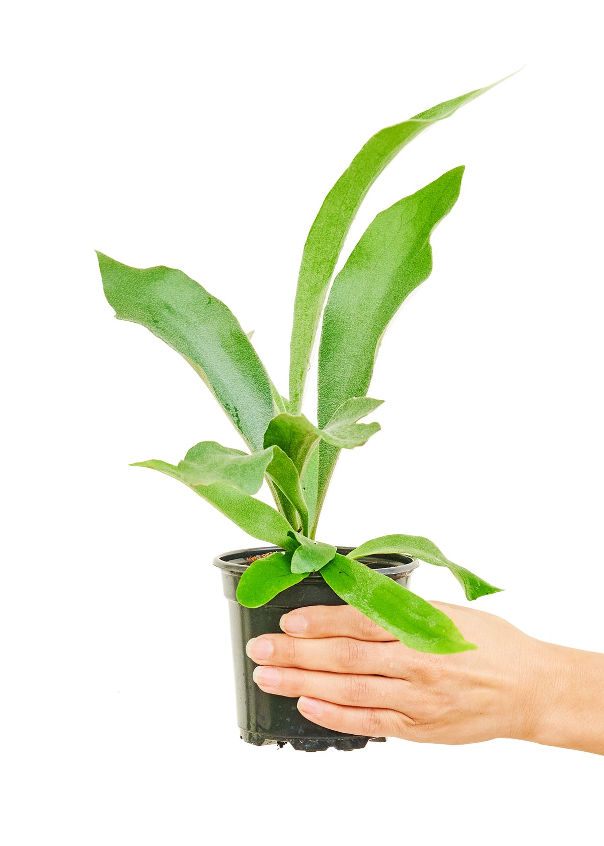 Staghorn Fern, Small 4" Pot