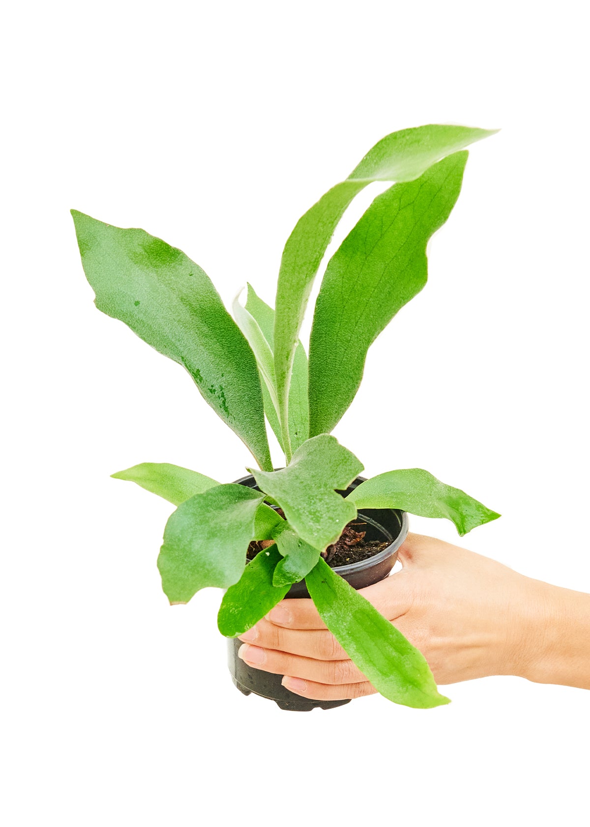 Staghorn Fern, Small 4" Pot