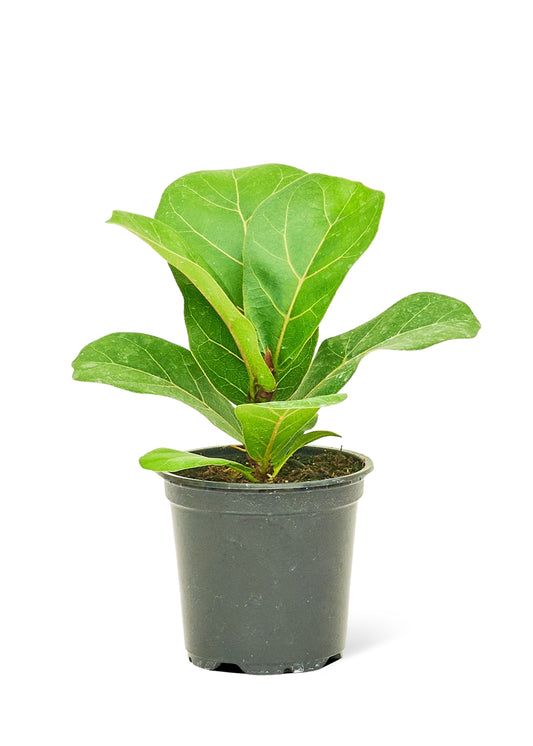 Fiddle Leaf Fig, Small 4" Pot