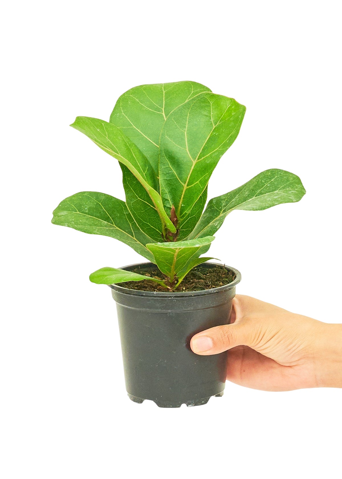 Fiddle Leaf Fig, Small 4" Pot