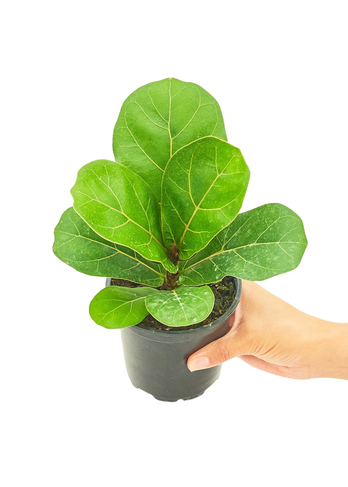 Fiddle Leaf Fig, Small 4" Pot