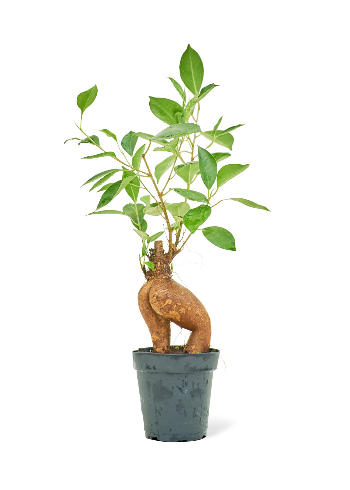 Ficus 'Ginseng', Small 4" Pot