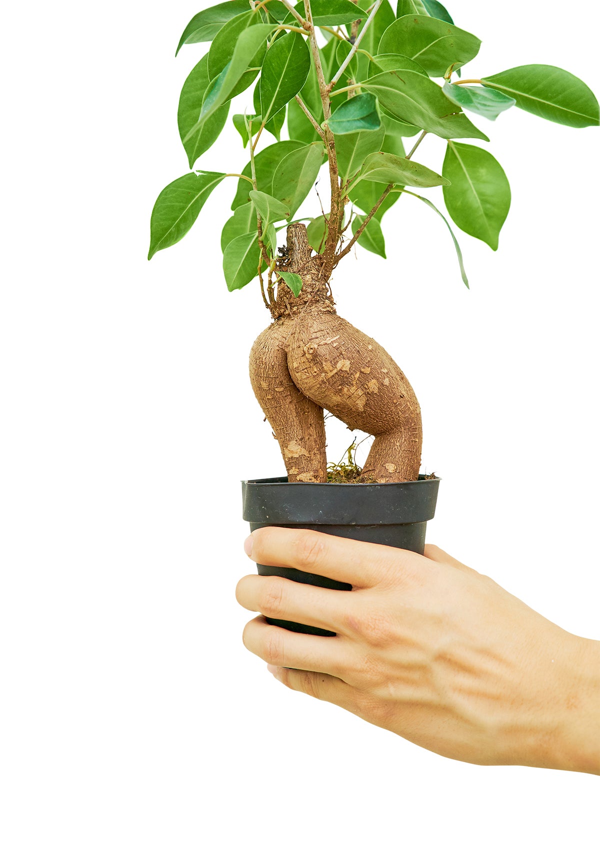 Ficus 'Ginseng', Small 4" Pot