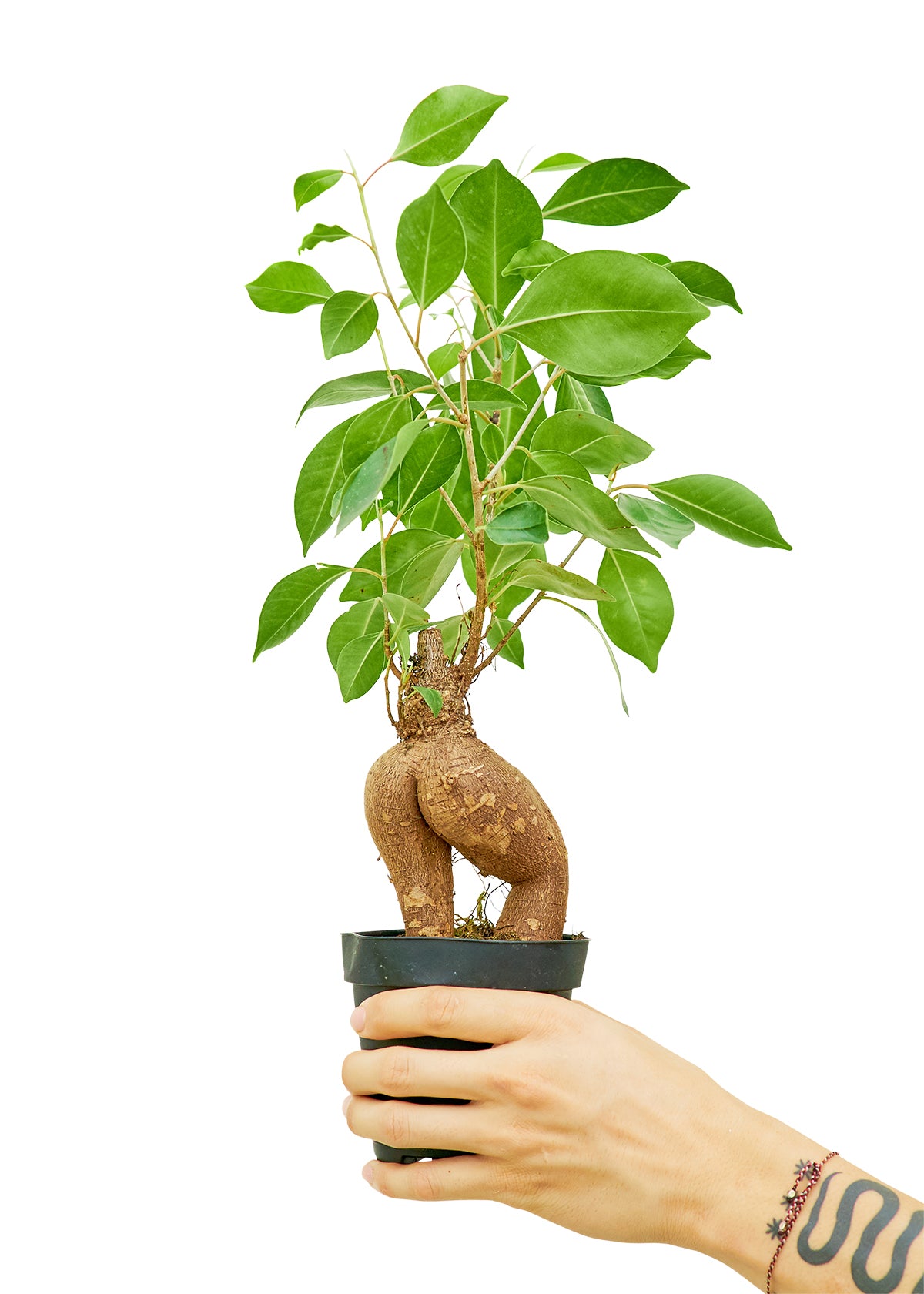 Ficus 'Ginseng', Small 4" Pot