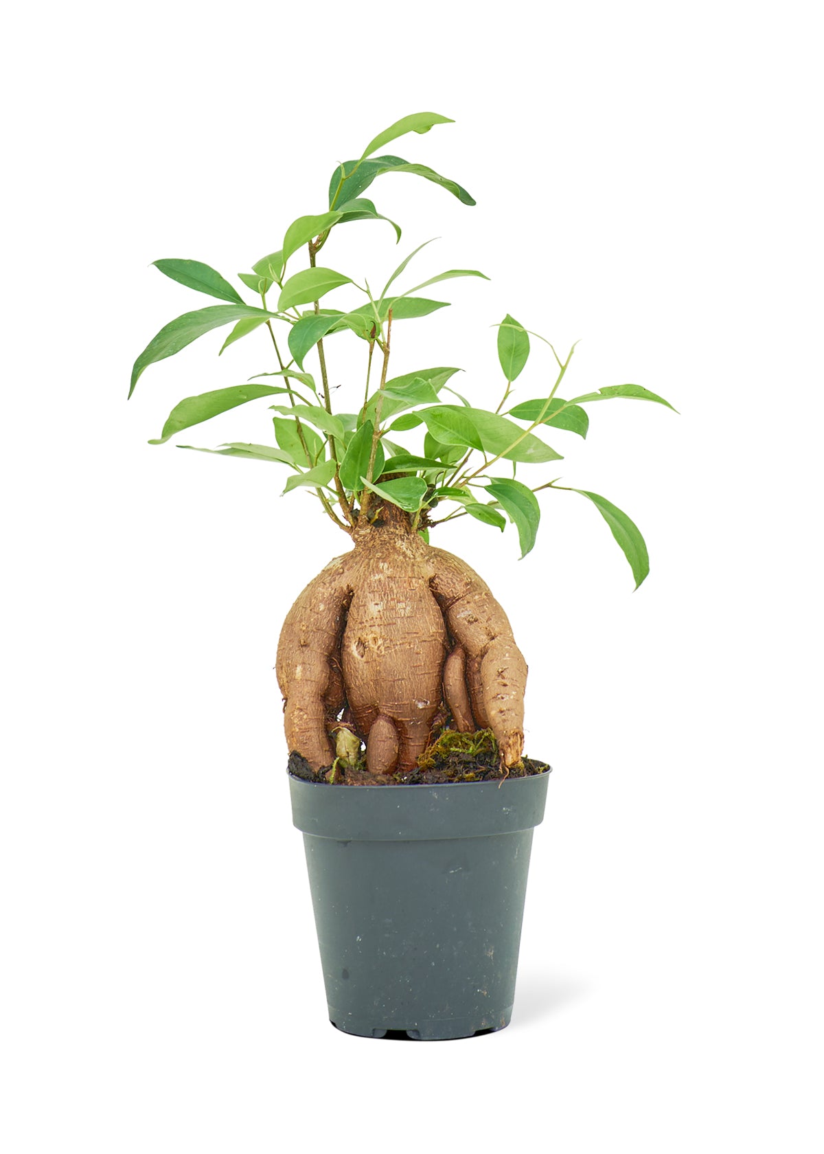 Ficus 'Ginseng', Small 4" Pot