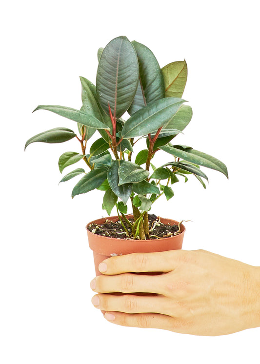 Rubber Tree 'Burgundy', Small 4" Pot