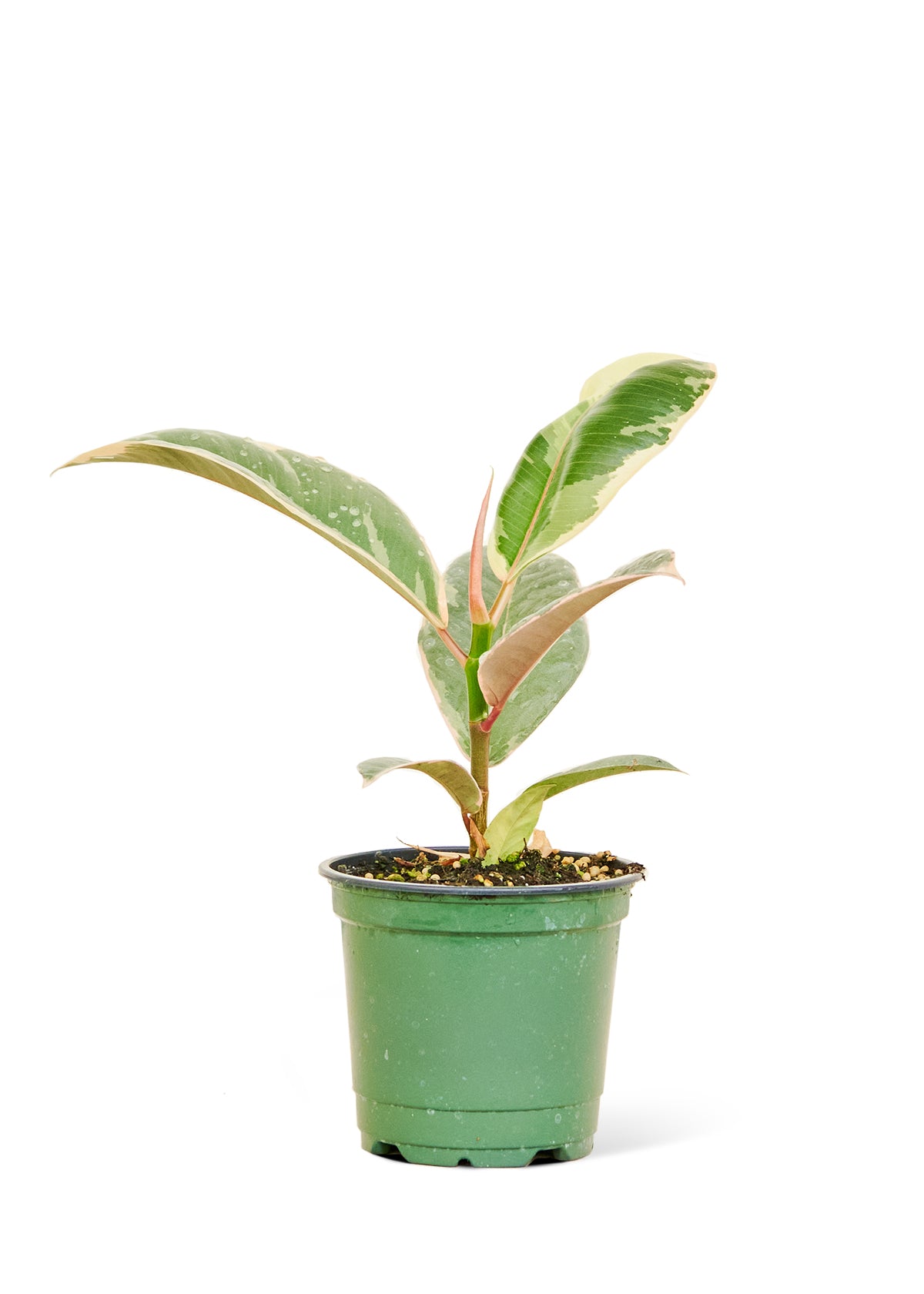 Ficus 'Tineke', Small 4" Pot