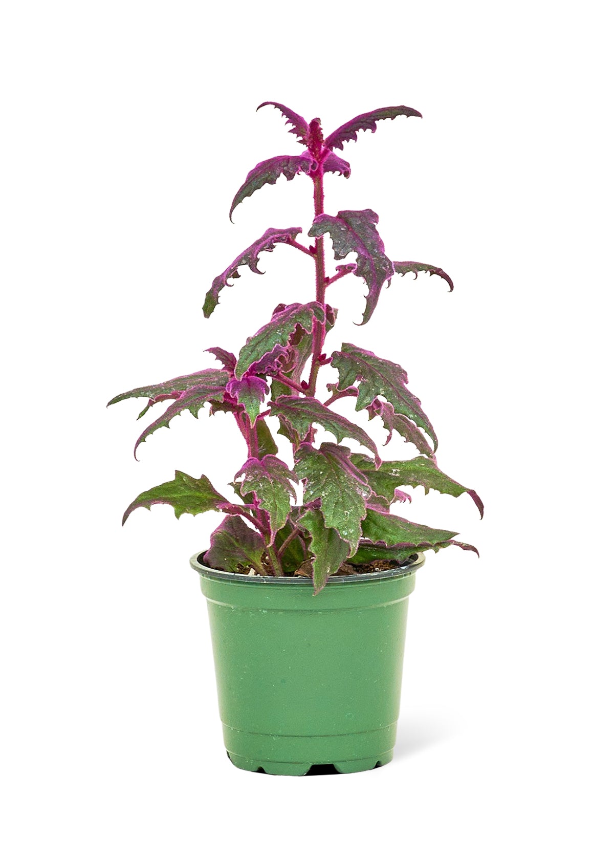 Purple Passion Plant, Small 4" Pot