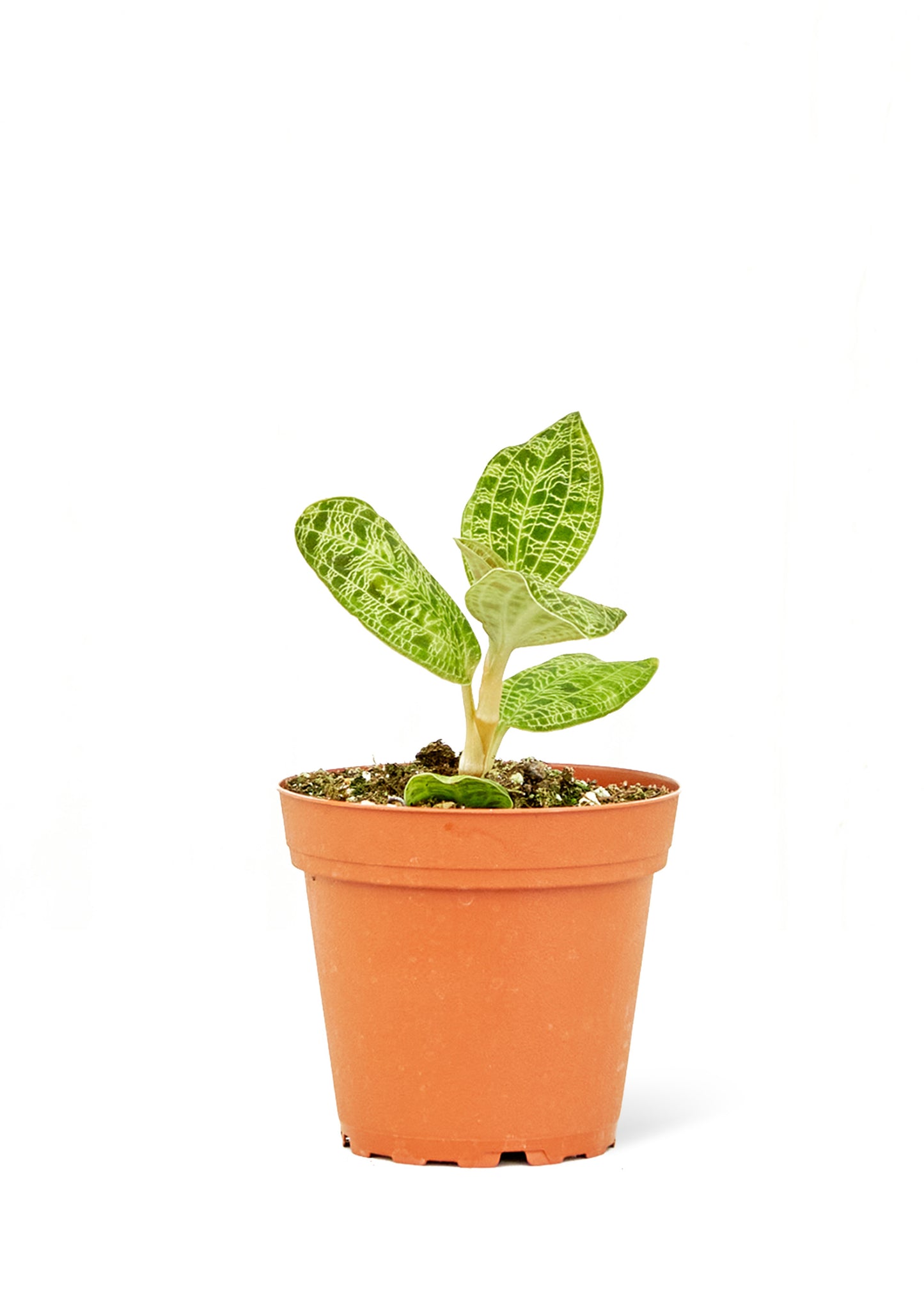 Lightning Jewel Orchid, Small 4" Pot