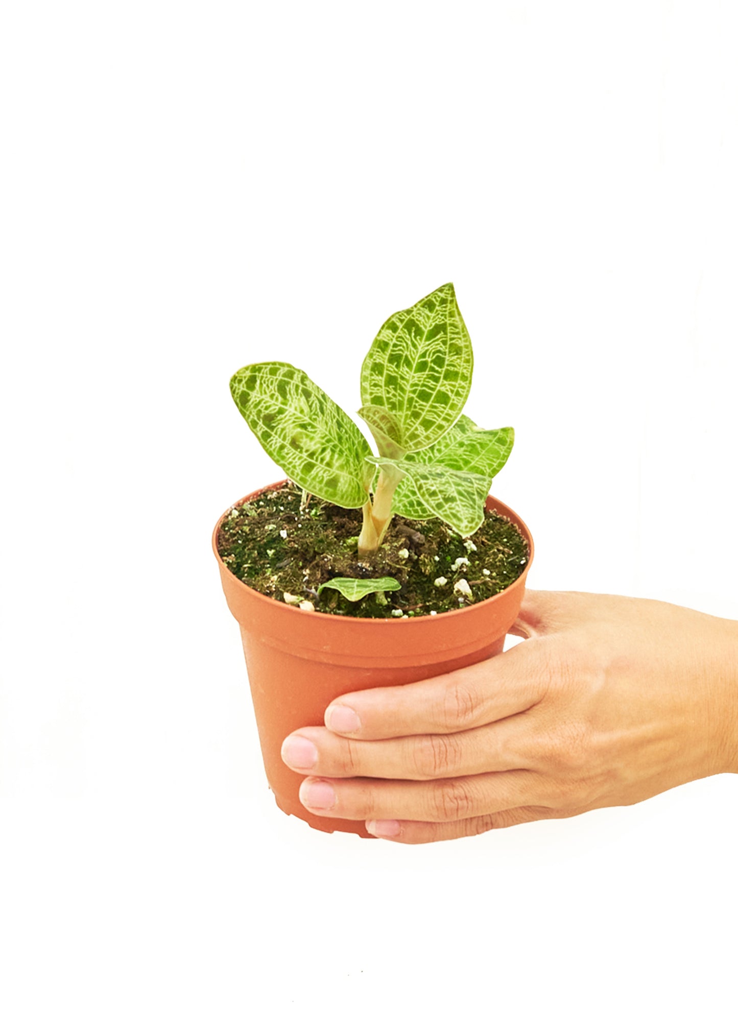 Lightning Jewel Orchid, Small 4" Pot