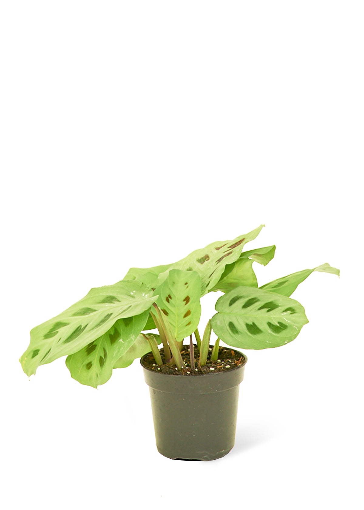 Prayer Plant 'Beauty Kim', Small 4" Pot