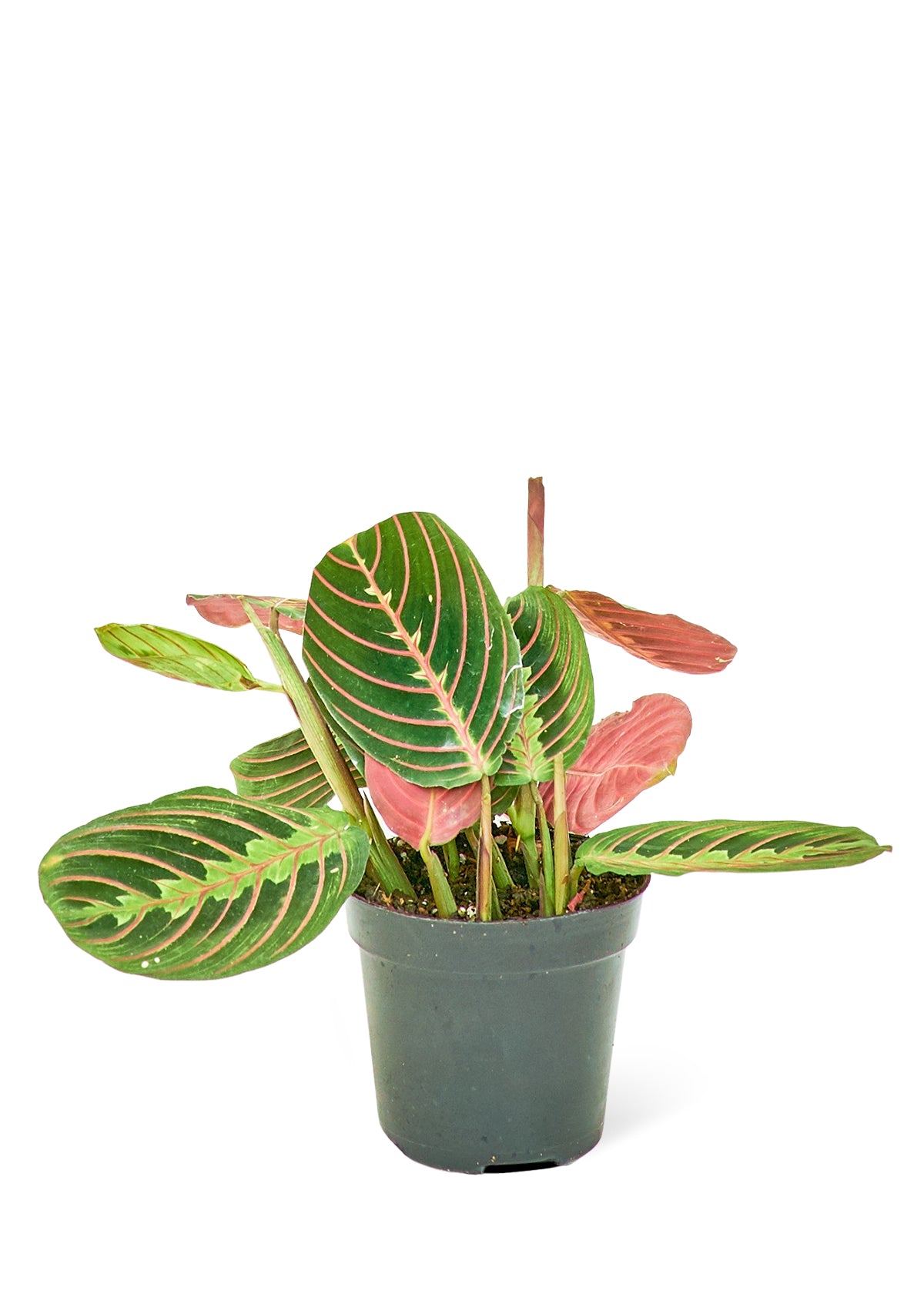 Red Prayer Plant, Small 4" Pot