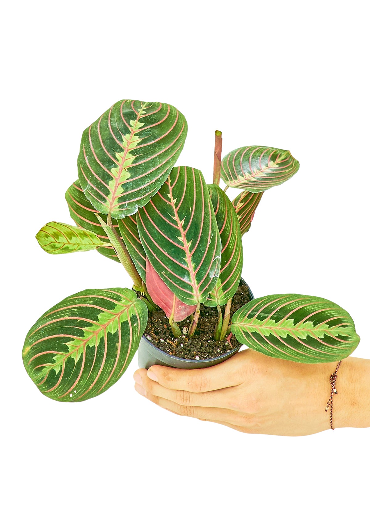 Red Prayer Plant, Small 4" Pot