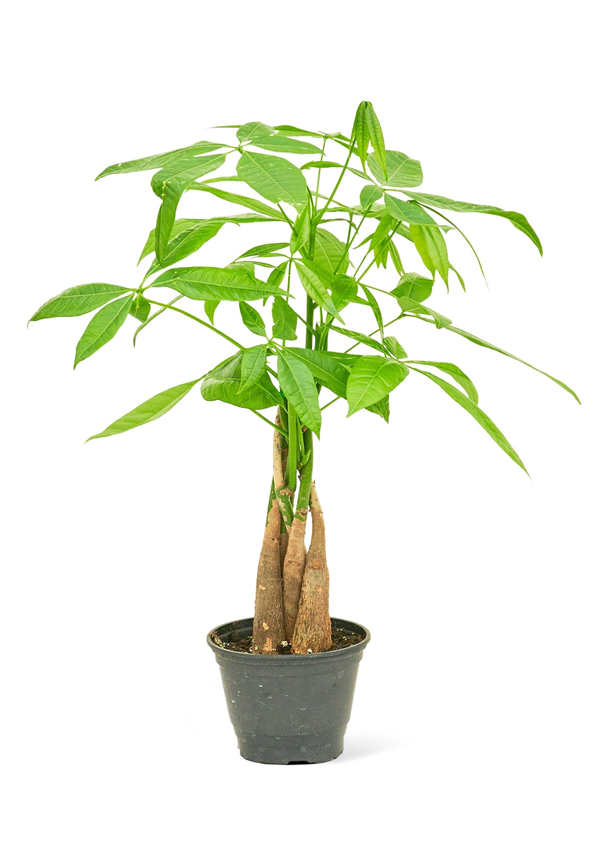 Braided Money Tree, Small 4" Pot