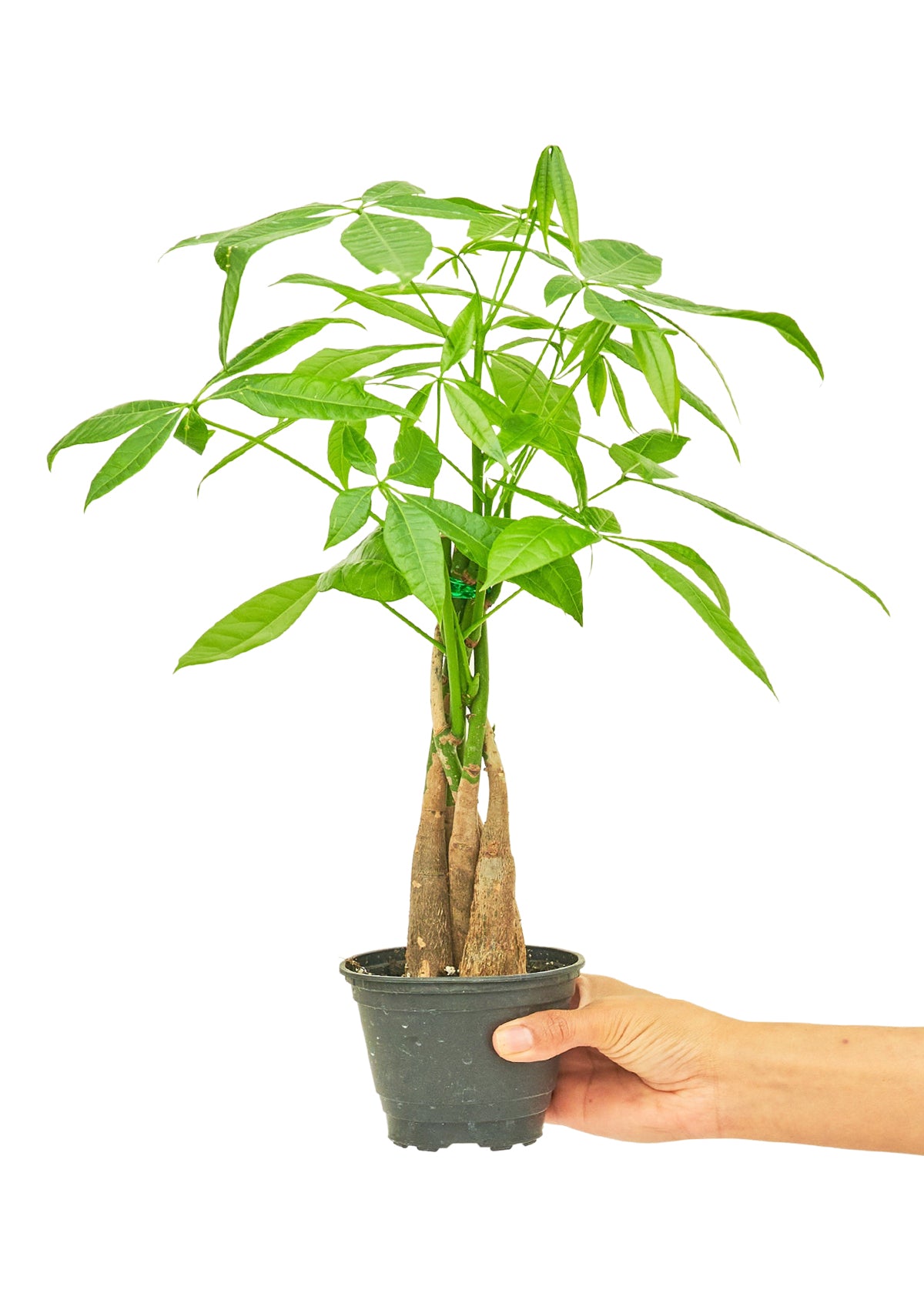 Braided Money Tree, Small 4" Pot