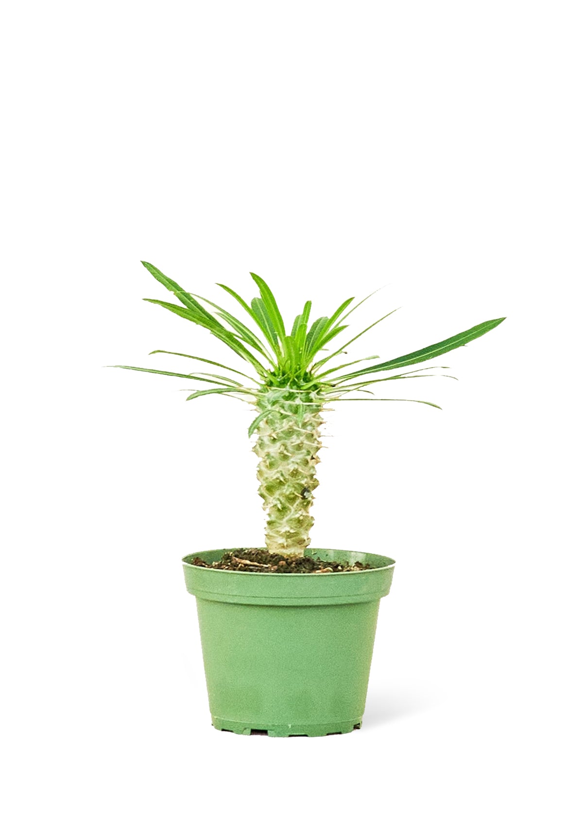 Madagascar Palm, Small 4" Pot