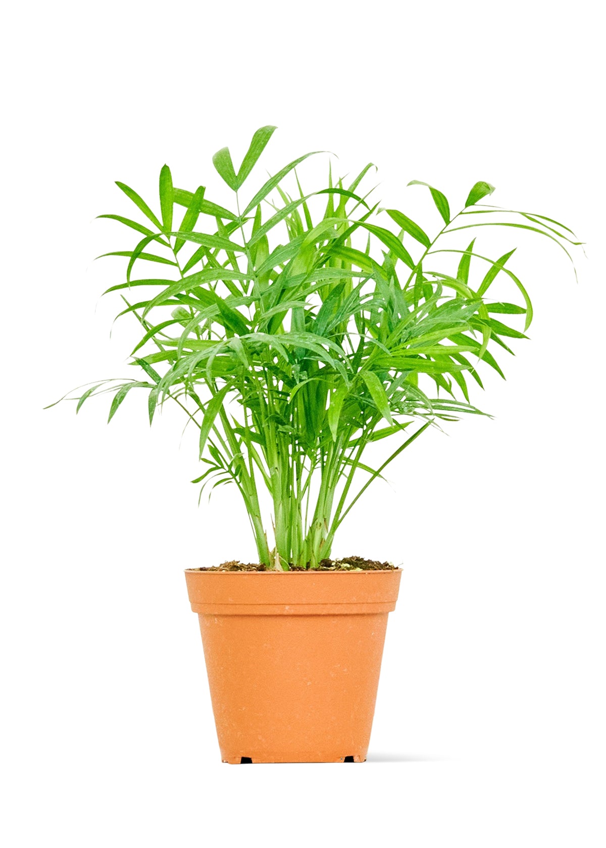 Parlor Palm, Small 4" Pot