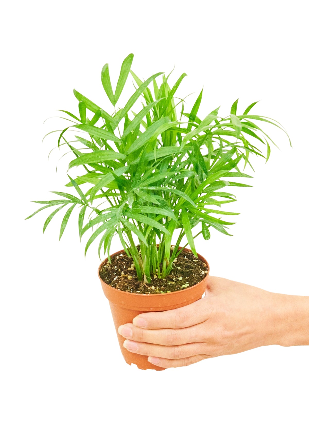 Parlor Palm, Small 4" Pot