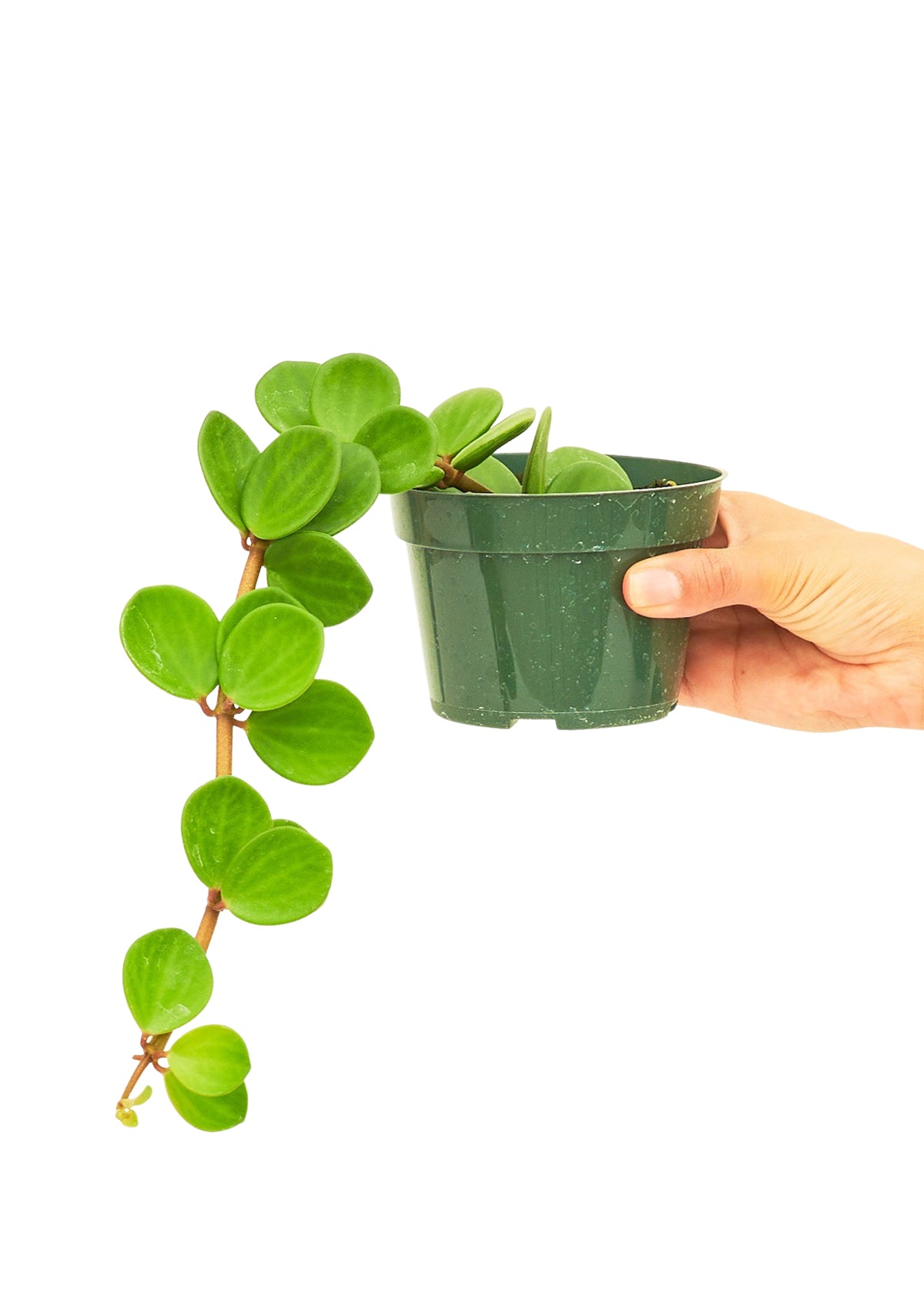 Peperomia 'Hope', Small 4" Pot