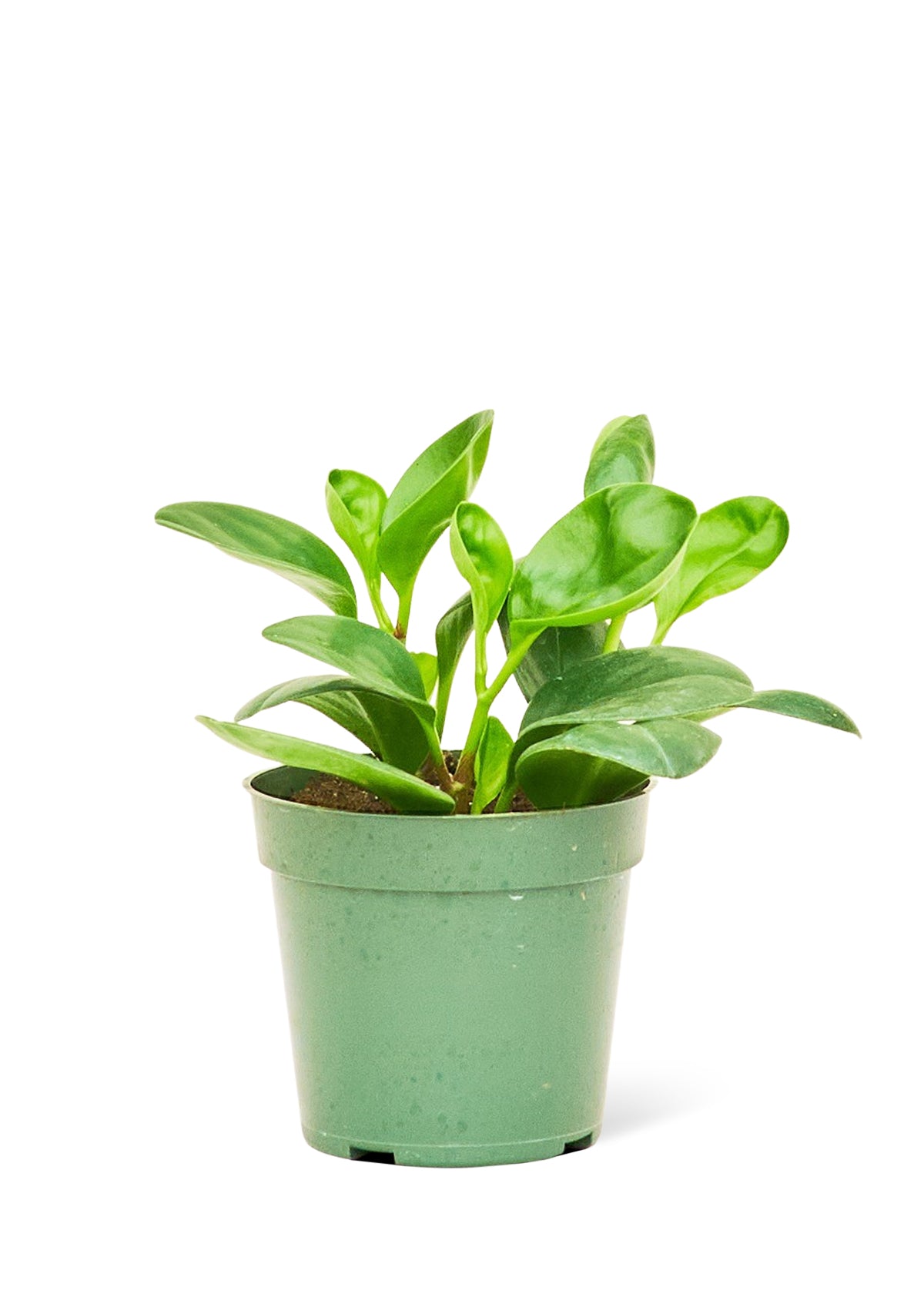 Baby Rubber Plant, Small 4" Pot