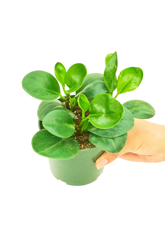 Baby Rubber Plant, Small 4" Pot