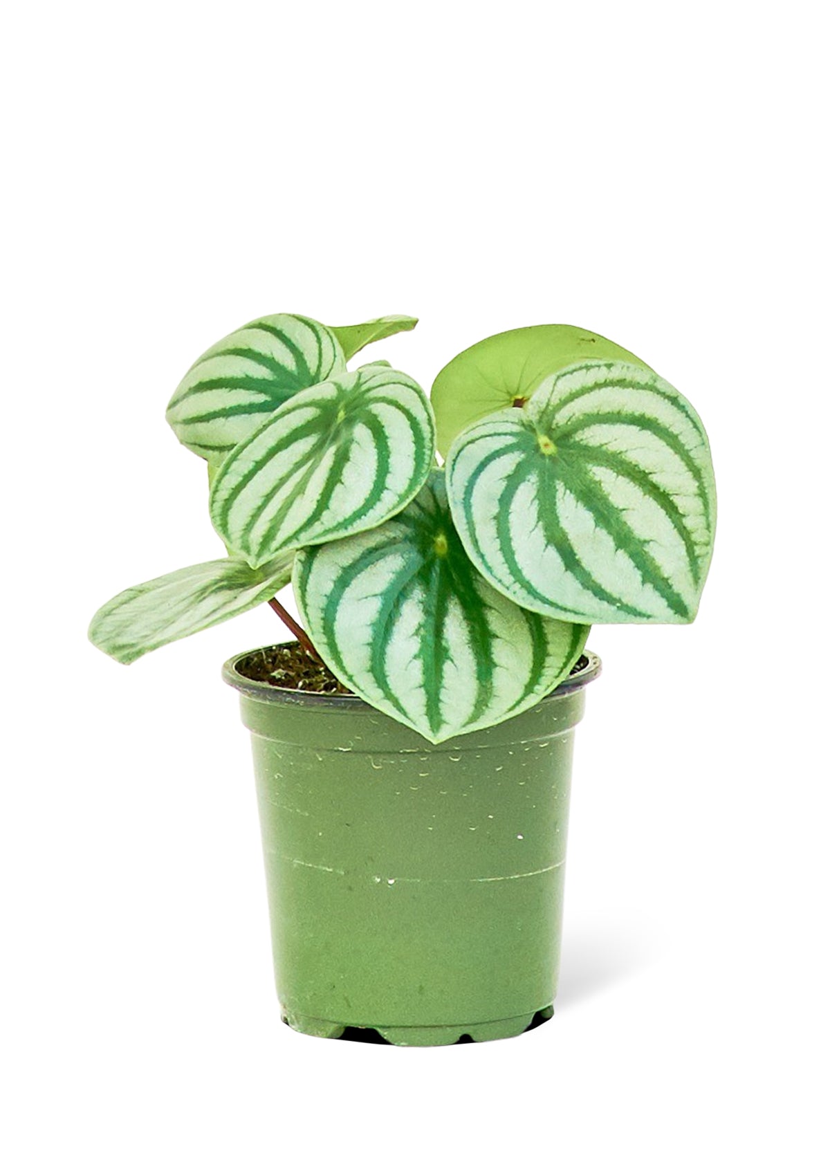 Watermelon Peperomia, Small 4" Pot