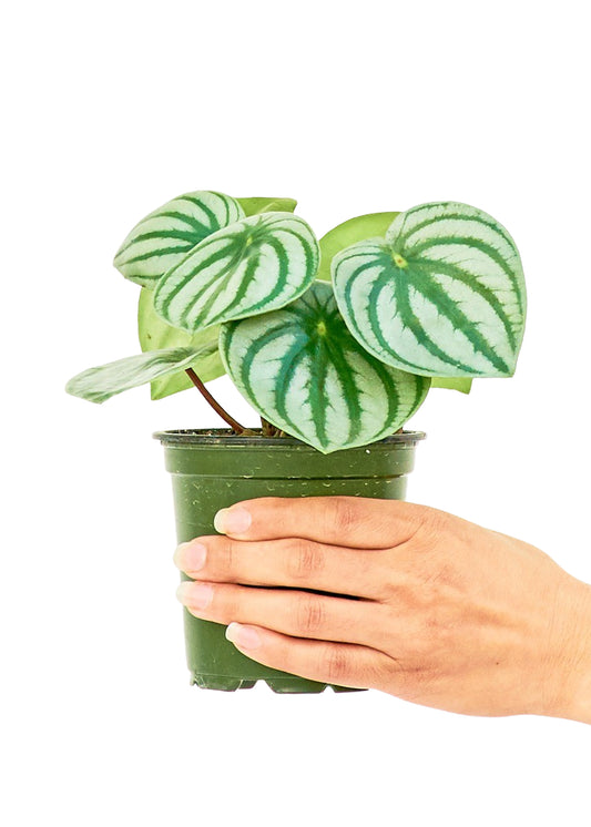 Watermelon Peperomia, Small 4" Pot