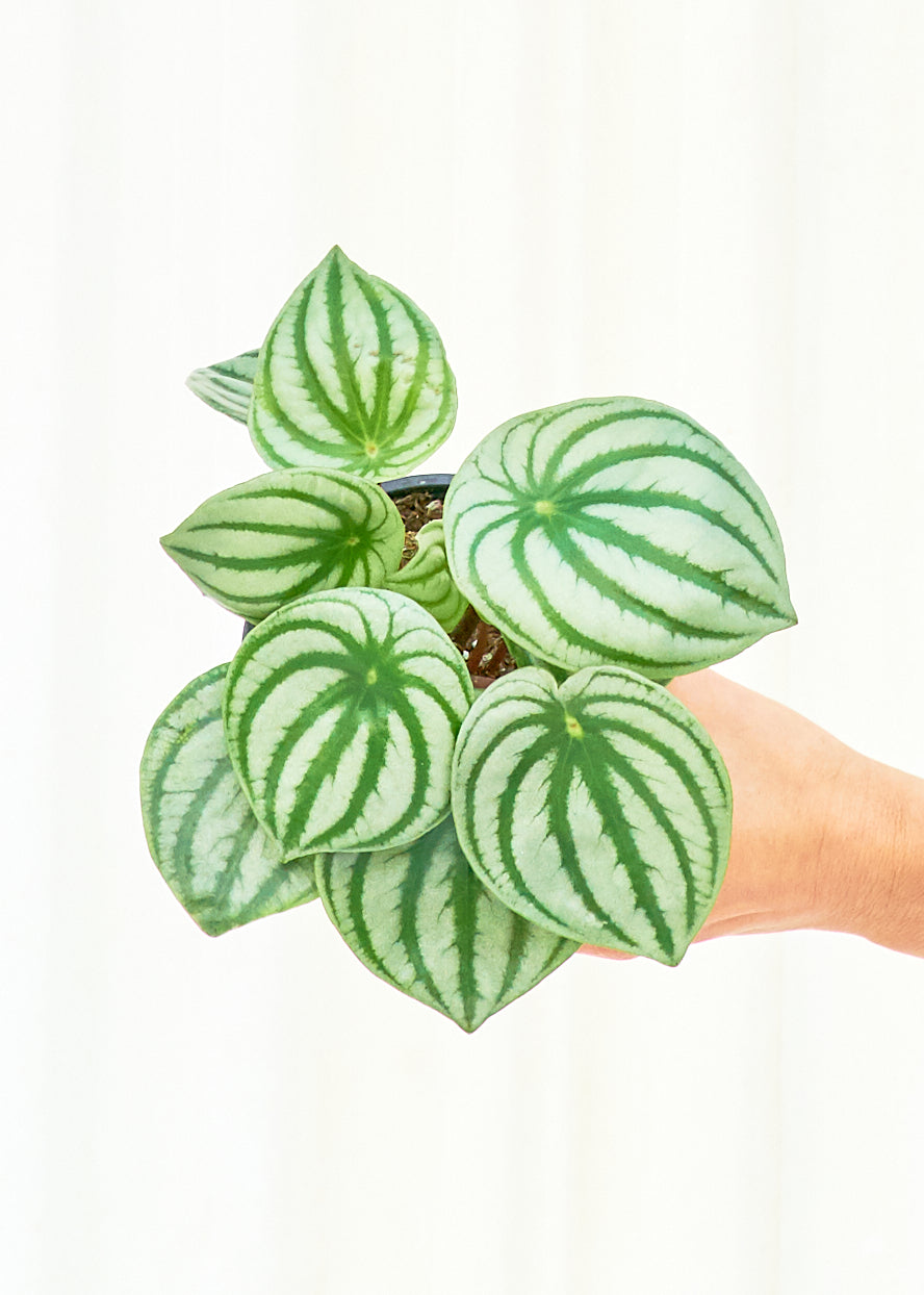 Watermelon Peperomia, Small 4" Pot