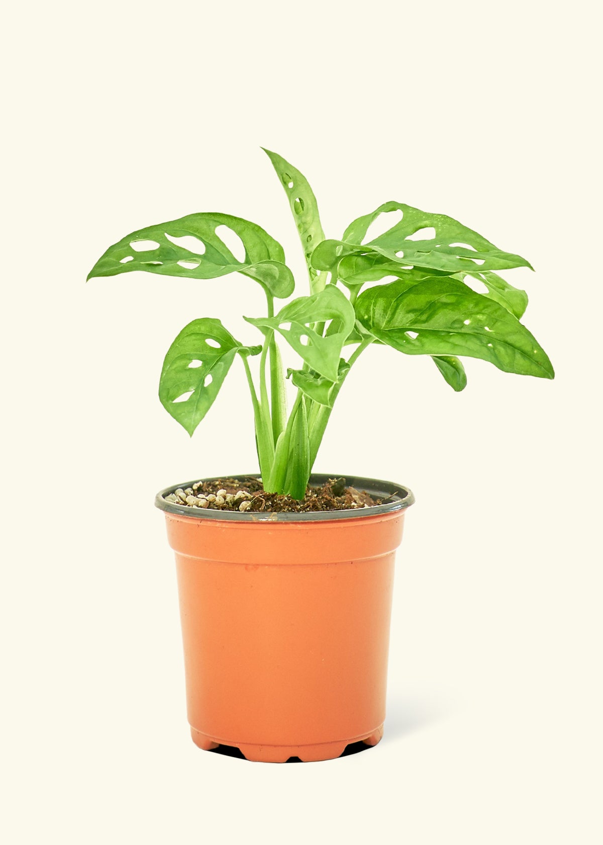 Swiss Cheese Vine, Small 4" Pot