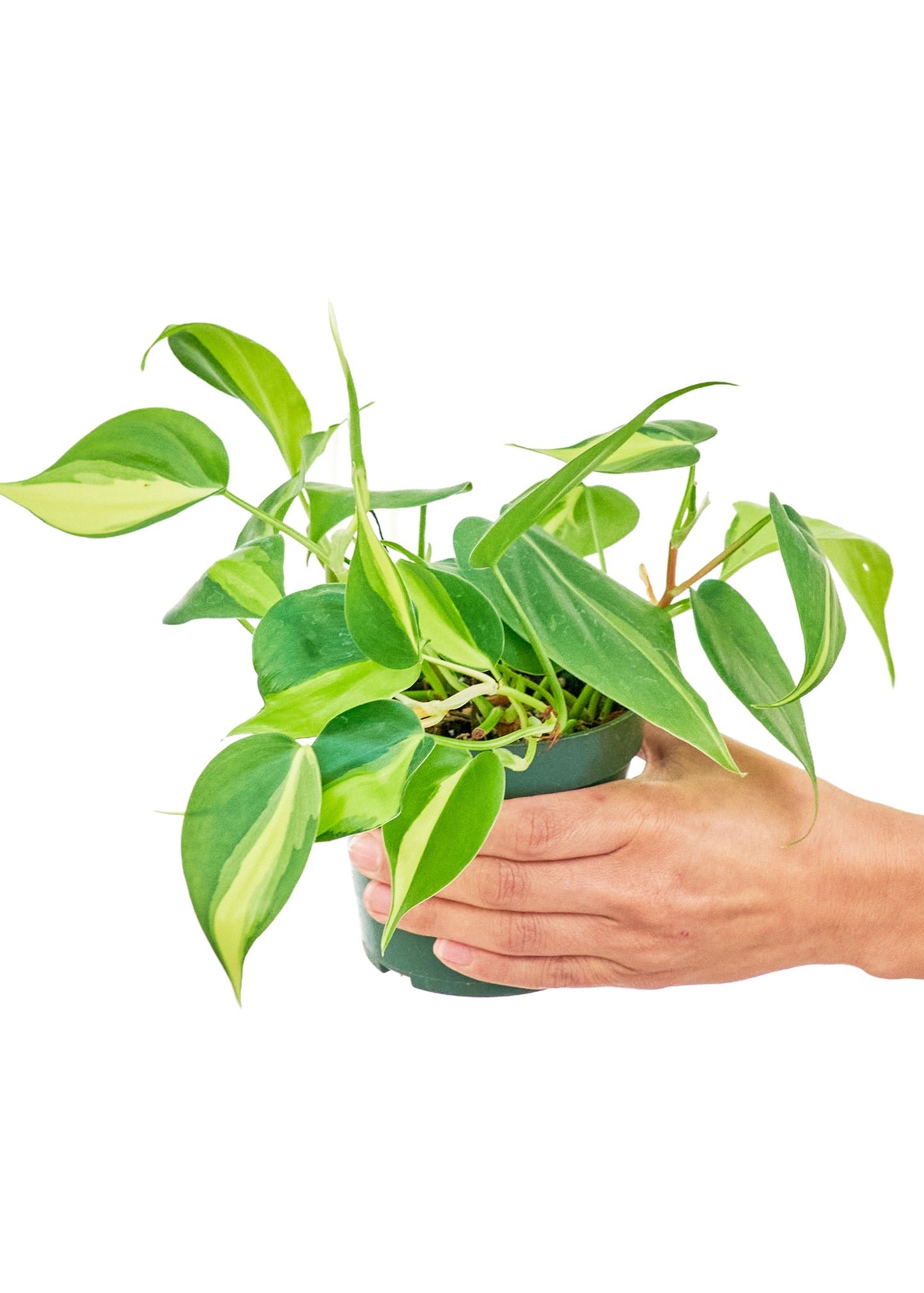 Philodendron 'Brazil', Small 4" Pot