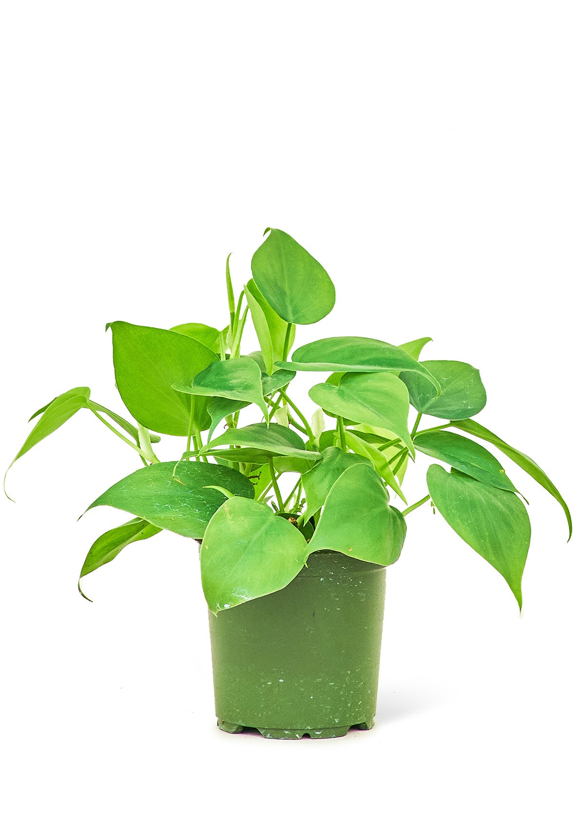 Sweetheart Philodendron, Small 4" Pot