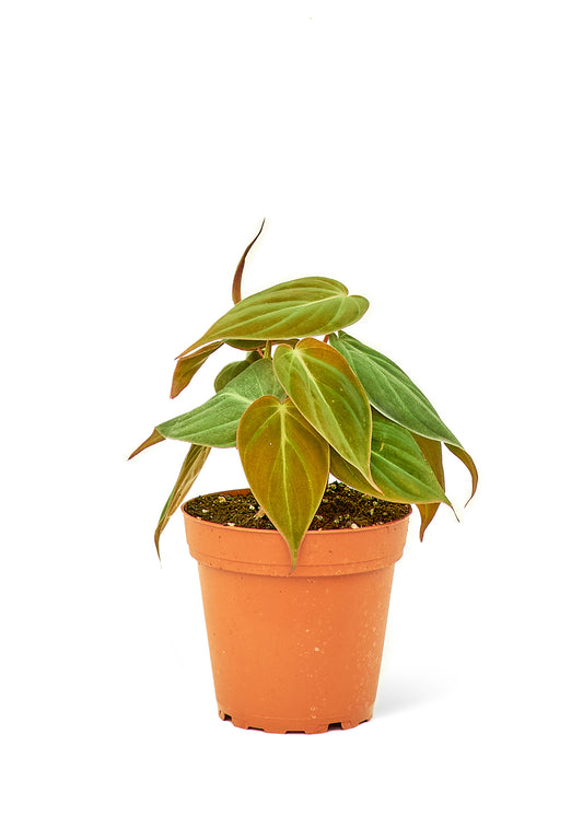 Velvet Leaf Philodendron, Small 4" Pot