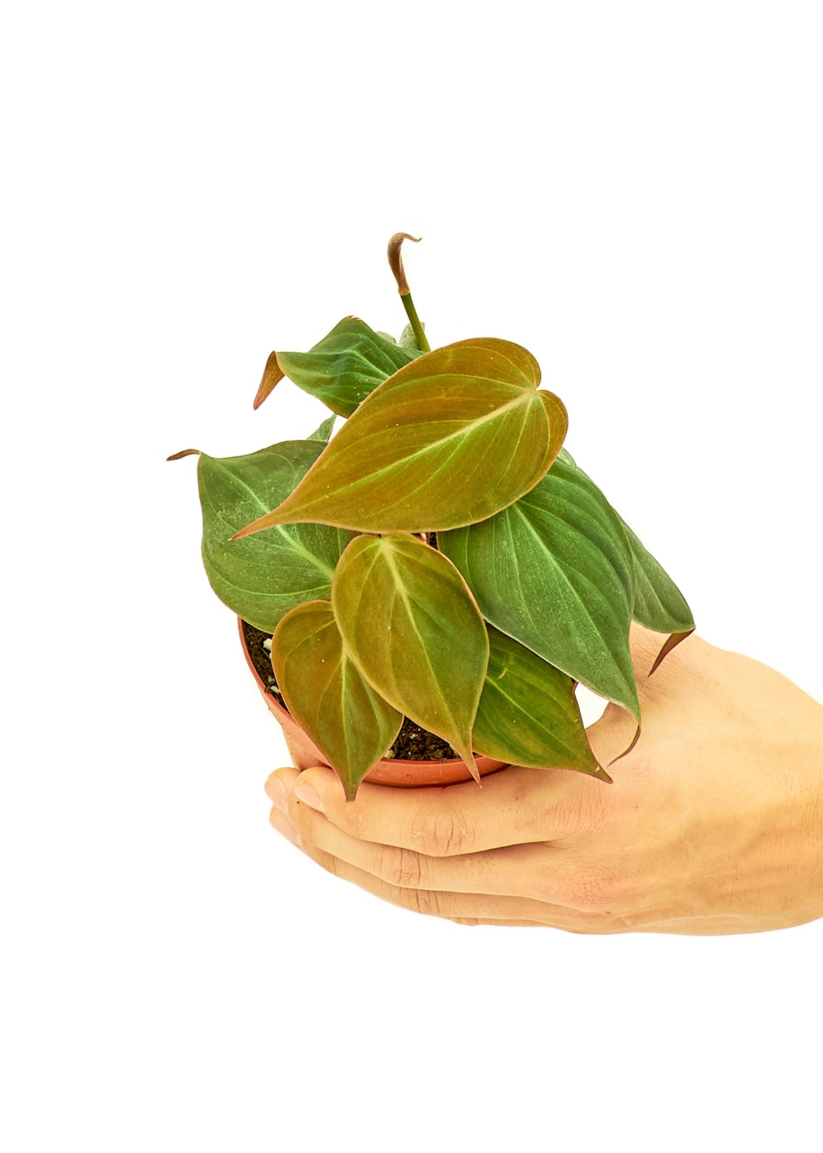 Velvet Leaf Philodendron, Small 4" Pot