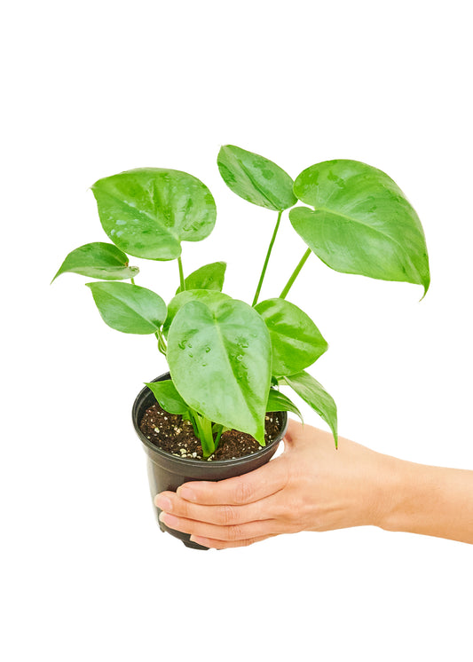 Monstera Swiss Cheese Plant, Small 4" Pot