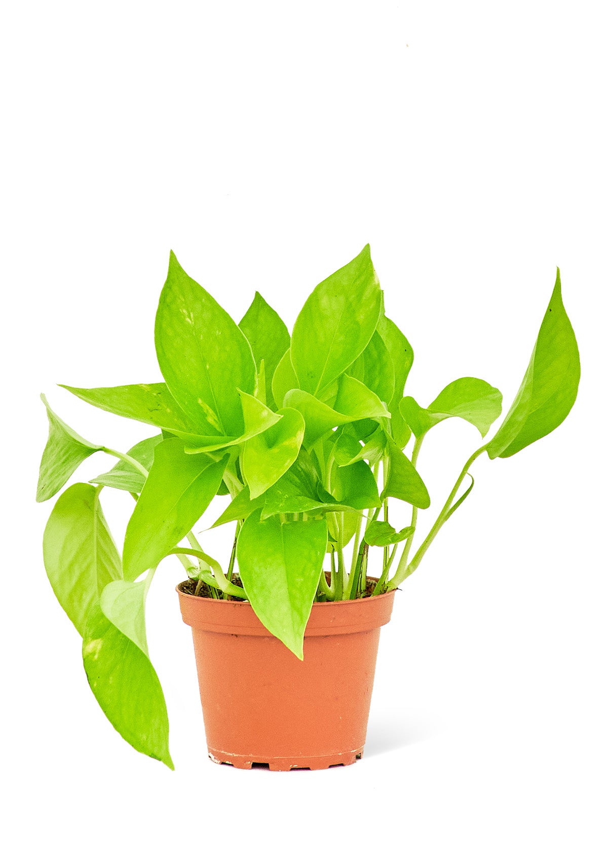 Golden Pothos, Small 4" Pot