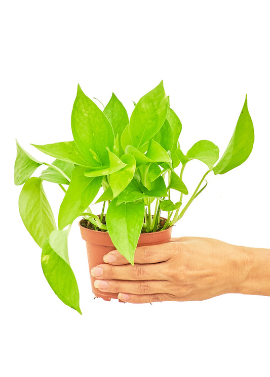 Golden Pothos, Small 4" Pot