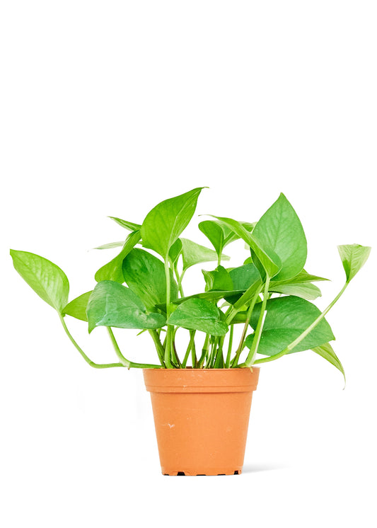 Pothos 'Jade', Small 4" Pot