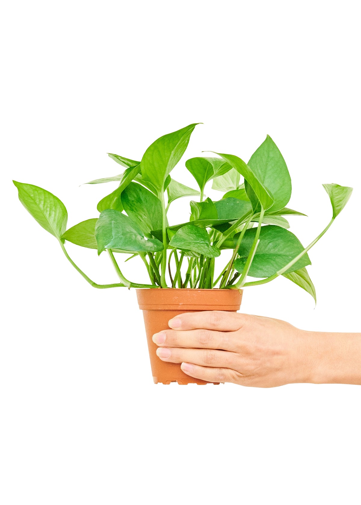 Pothos 'Jade', Small 4" Pot