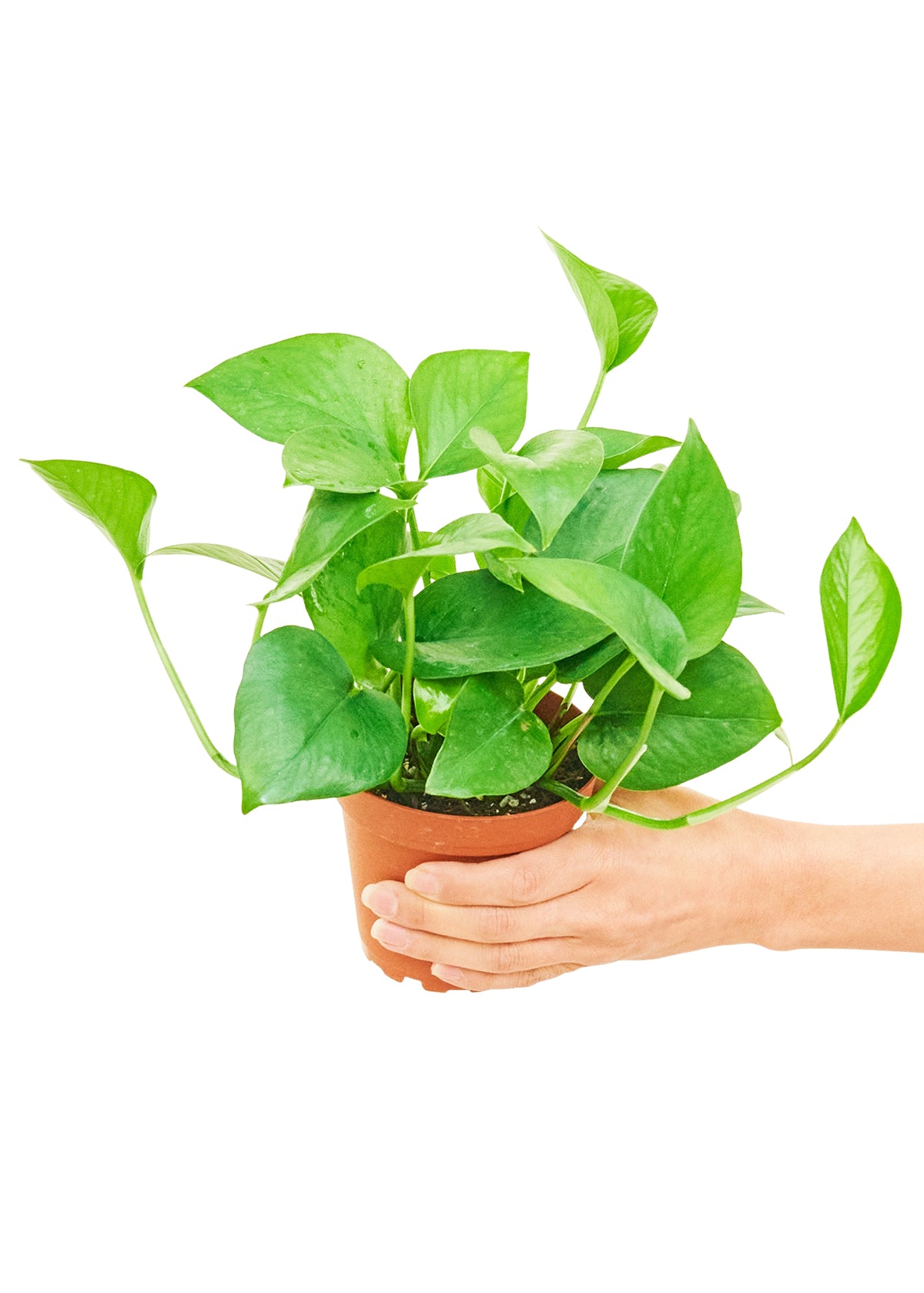 Pothos 'Jade', Small 4" Pot