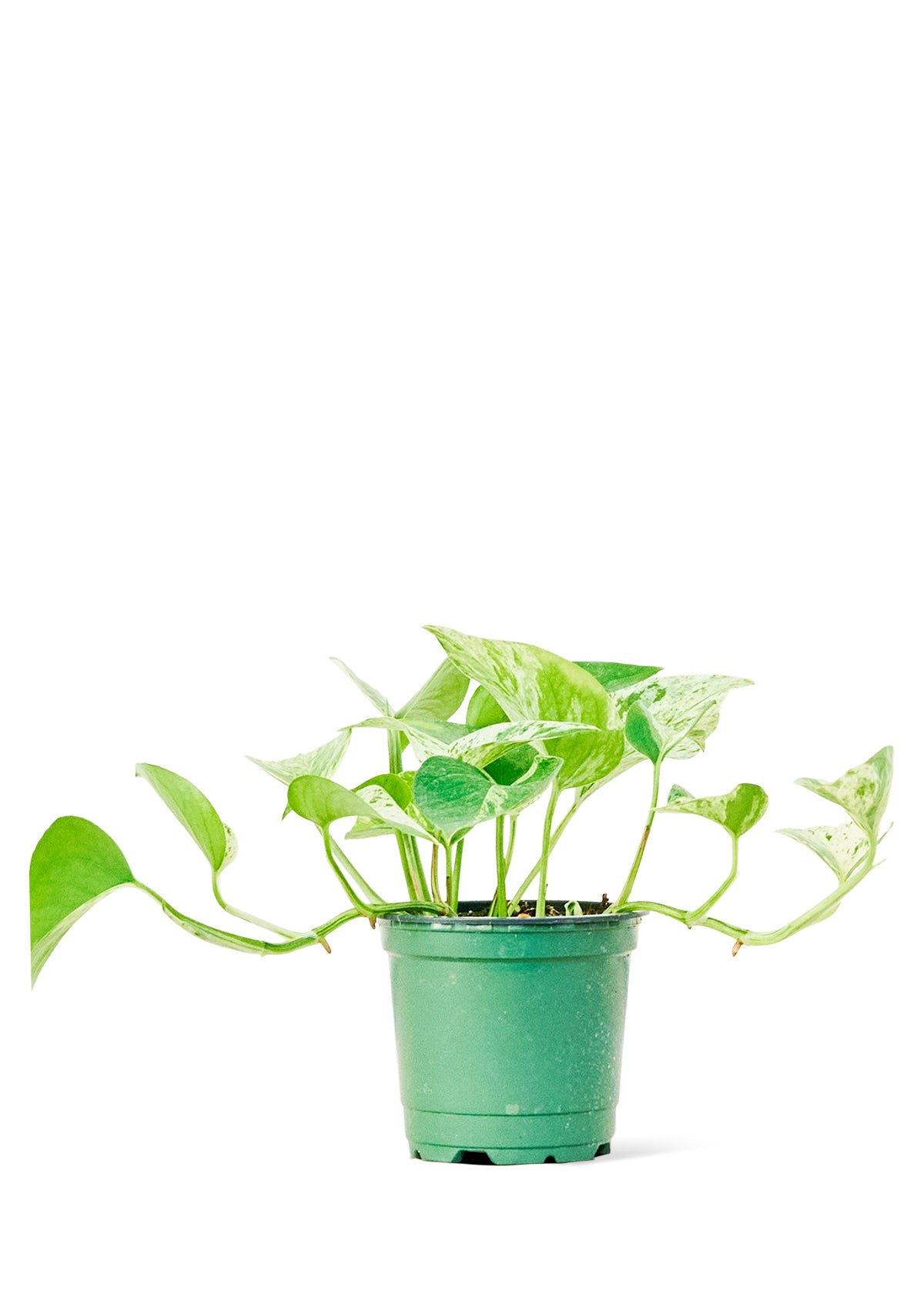 Pothos 'Marble Queen', Small 4" Pot