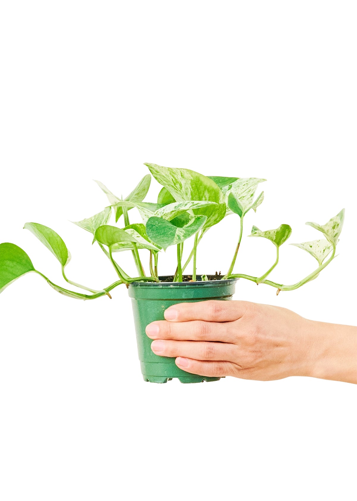 Pothos 'Marble Queen', Small 4" Pot