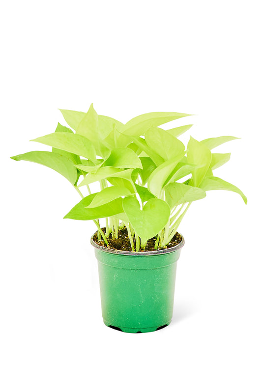 Neon Pothos, Small 4" Pot