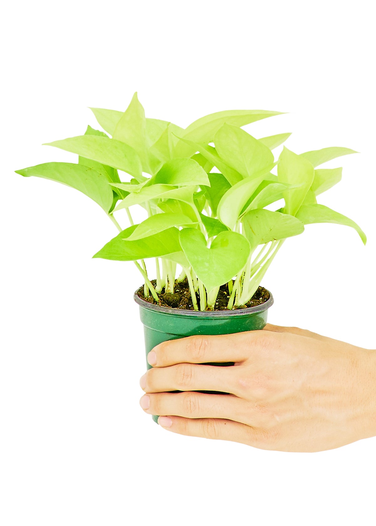 Neon Pothos, Small 4" Pot